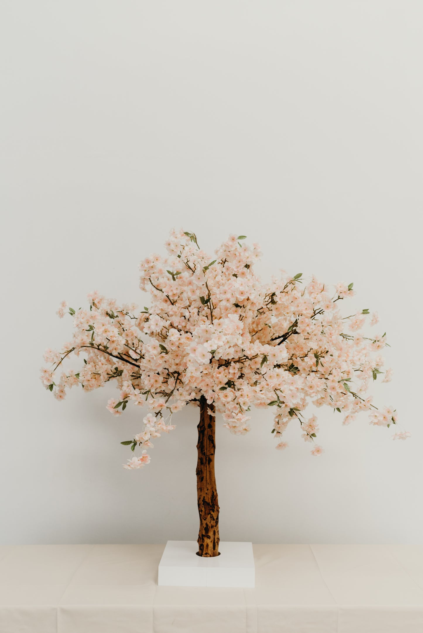 Pink Table-top Cherry Blossom Tree